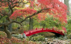 Set De 3 Erables Japonnais - Pot ⌀19cm - H.60-70cm (hauteur Pot Incluse) - Acer Japonica - Plantes Rustique -VIDAXL Soldes Magasin 64233256479f90.69850499