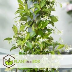 Jasmin Xl - Set De 2 - Vigne Grimpante - Pot 17cm - Hauteur 110-120cm -VIDAXL Soldes Magasin 6426d296c62e83.77898784