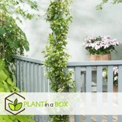 Jasmin Xl - Set De 2 - Vigne Grimpante - Pot 17cm - Hauteur 110-120cm -VIDAXL Soldes Magasin 6426d296d212d4.91269698