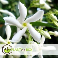 Jasmin Xl - Set De 2 - Vigne Grimpante - Pot 17cm - Hauteur 110-120cm -VIDAXL Soldes Magasin 6426d296d6b130.43381225