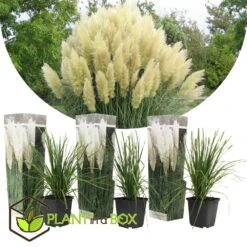 Cortaderia Selloana - Set De 3 - La Pampa - Blanc - Pot 9cm - Hauteur 25-40cm -VIDAXL Soldes Magasin 6426d36bcbe739.61225323