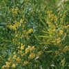 Mimosa 4 Saisons - Le Plant 50/60 Cm En Pot -VIDAXL Soldes Magasin 6426d374347d18.69140423