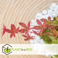 Acer Palmatum 'beni Maiko' - érable Du Japon - Pot 19cm - Hauteur 60-70cm -VIDAXL Soldes Magasin 6426d375c7d192.60013909