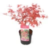 Acer Palmatum 'beni Maiko' - érable Du Japon - Pot 19cm - Hauteur 60-70cm -VIDAXL Soldes Magasin 6426d375d96087.09576645