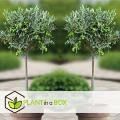 Olea Europaea - Set De 2 - D'olivier Dans Un Panier - Pot 14cm - Hauteur 45-55cm 9 Olea Europaea - Set De 2 - D'olivier Dans Un Panier - Pot 14cm - Hauteur 45-55cm -VIDAXL Soldes Magasin 6426d381b49471.23857350