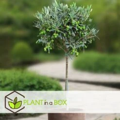 Olea Europaea - Olivier Sur Tige - Set De 2 - Pot 19cm - Hauteur 80-90cm -VIDAXL Soldes Magasin 6426d3825e57d0.88982353