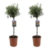 Olea Europaea - Olivier Sur Tige - Set De 2 - Pot 19cm - Hauteur 80-90cm -VIDAXL Soldes Magasin 6426d38265dcf0.74765291