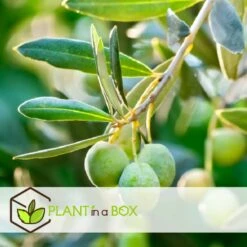 Olea Europaea - Olivier Rustique Sur Tige - Pot 21cm - Hauteur 90-100cm -VIDAXL Soldes Magasin 6426d382deb009.92100906