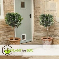 Olea Europaea - Olivier Rustique Sur Tige - Pot 21cm - Hauteur 90-100cm -VIDAXL Soldes Magasin 6426d382e2f8e4.26607915