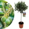 Olea Europaea - Olivier Rustique Sur Tige - Pot 21cm - Hauteur 90-100cm 2 Olea Europaea - Olivier Rustique Sur Tige - Pot 21cm - Hauteur 90-100cm -VIDAXL Soldes Magasin 6426d382e6c367.33537789