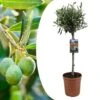 Olea Europaea - Olivier Rustique Sur Tige - Pot 19cm - Hauteur 80-90cm -VIDAXL Soldes Magasin 6426d383786218.20141647