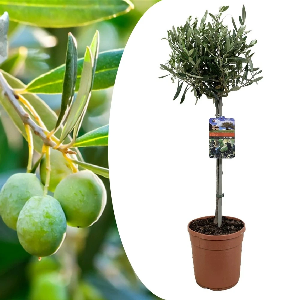 Olea Europaea - Olivier Rustique Sur Tige - Pot 19cm - Hauteur 80-90cm 3 Olea Europaea - Olivier Rustique Sur Tige - Pot 19cm - Hauteur 80-90cm