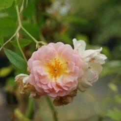 Rosier Ancien 'ghislaine De Féligonde' - Rosa 3l 9 Rosier Ancien 'ghislaine De Féligonde' - Rosa 3l -VIDAXL Soldes Magasin 644283dd889904.04327991