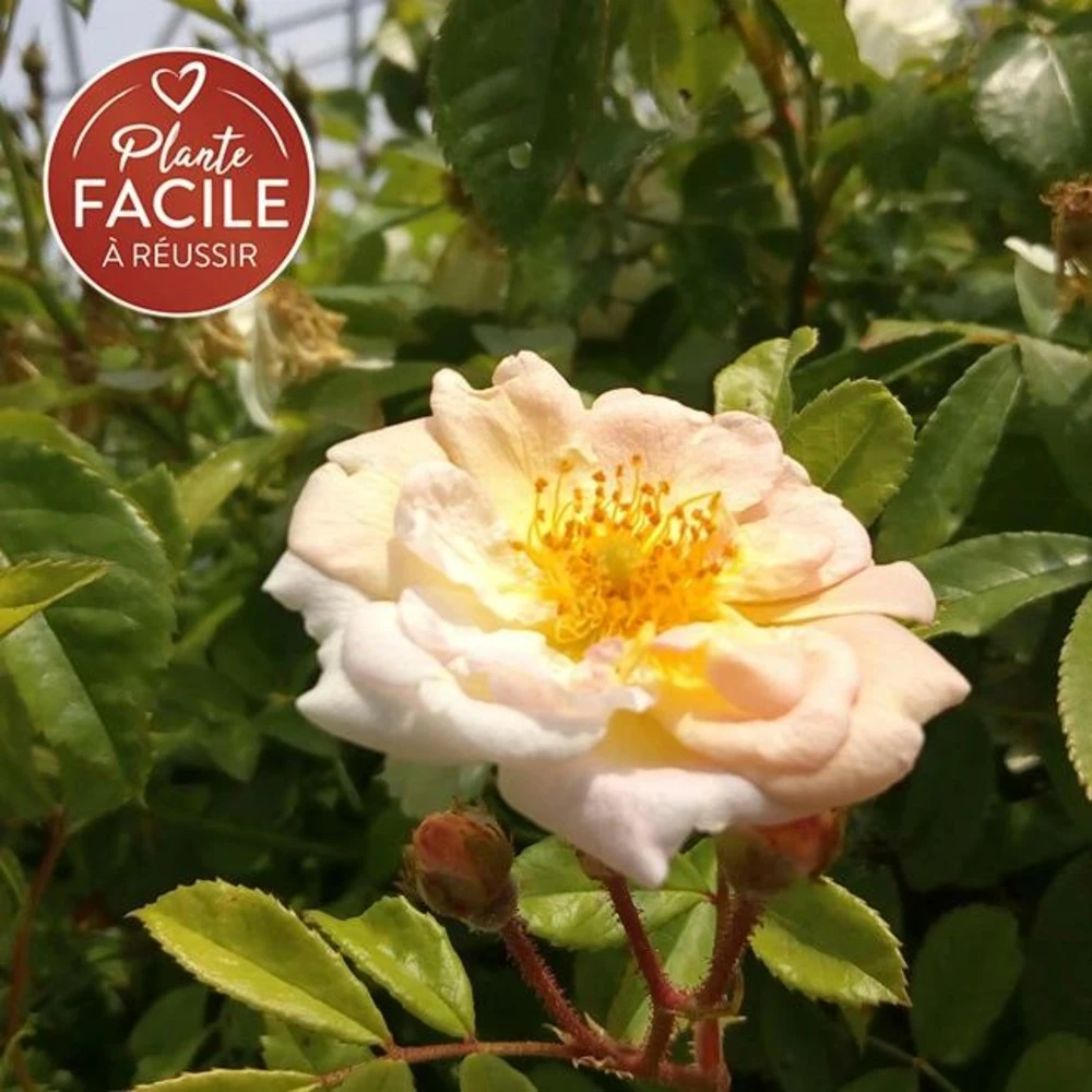 Rosier Ancien 'ghislaine De Féligonde' - Rosa 3l 3 Rosier Ancien 'ghislaine De Féligonde' - Rosa 3l