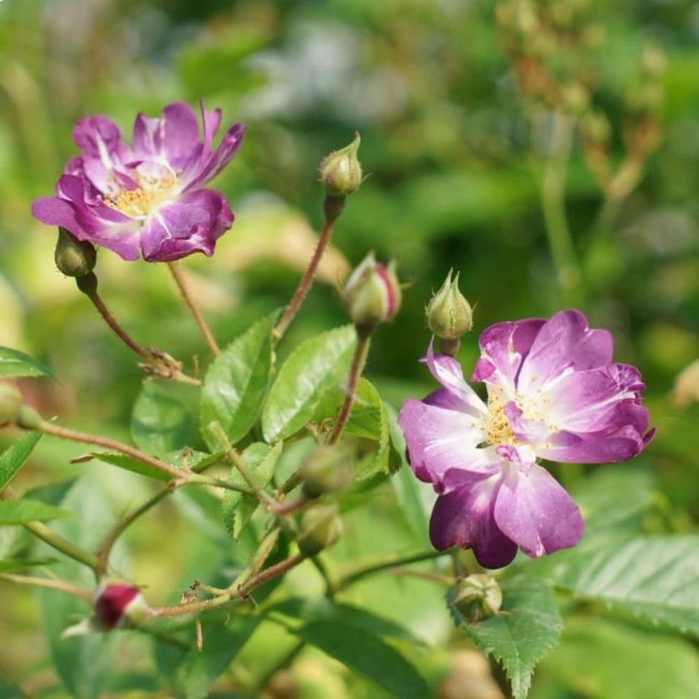 Rosier Grimpant 'veilchenblau' - Rosa Veilchenblau 3l 3 Rosier Grimpant 'veilchenblau' - Rosa Veilchenblau 3l