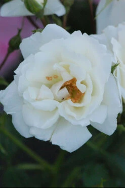 Rosier Décorosiers ? 'opalia ?' - 5l