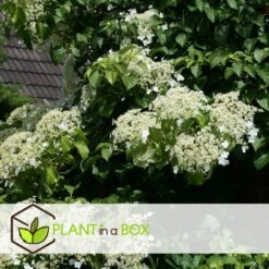 Hortensia Petiolaris - Set De 6 - Hortensia Grimpant - Pot 9cm - Hauteur 25-40cm -VIDAXL Soldes Magasin 64594c8e24d139.12664719