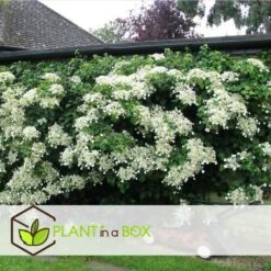 Hortensia Petiolaris - Set De 6 - Hortensia Grimpant - Pot 9cm - Hauteur 25-40cm -VIDAXL Soldes Magasin 64594c8e465149.53064897