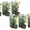 Hortensia Petiolaris - Set De 6 - Hortensia Grimpant - Pot 9cm - Hauteur 25-40cm -VIDAXL Soldes Magasin 64594c8e4f7e07.81904207