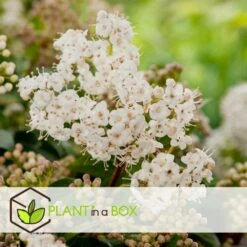 Viburnum Tinus - Set De 4 - Véritable Laurier - Pot 17cm - Hauteur 25-40cm -VIDAXL Soldes Magasin 64594fc73362b6.46971732