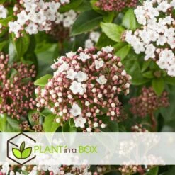 Viburnum Tinus - Set De 4 - Véritable Laurier - Pot 17cm - Hauteur 25-40cm -VIDAXL Soldes Magasin 64594fc73be811.42083201