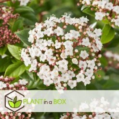 Viburnum Tinus - Set De 4 - Véritable Laurier - Pot 17cm - Hauteur 25-40cm -VIDAXL Soldes Magasin 64594fc7449982.12702596