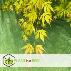 Erable Japonais 'orange Lace' - Set De 2 - Erable - Pot 19 - Hauteur 60-70cm -VIDAXL Soldes Magasin 64594fd92ff2b0.67518558