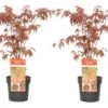 Acer Palmatum 'atropurpureum' - Set De 2 - Erable - Pot 19cm - Hauteur 60-70cm -VIDAXL Soldes Magasin 64594fdc8232c6.72165609