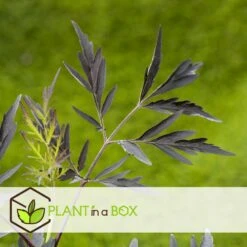 Sambucus Nigra 'black Lace' - Set De 4 - Pot 17cm - Hauteur 25-40cm -VIDAXL Soldes Magasin 64594fe0141756.78917904