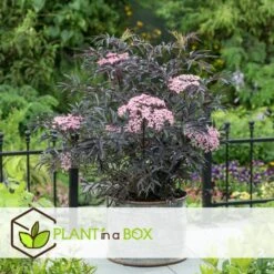 Sambucus Nigra 'black Lace' - Set De 4 - Pot 17cm - Hauteur 25-40cm -VIDAXL Soldes Magasin 64594fe017ff58.54905189
