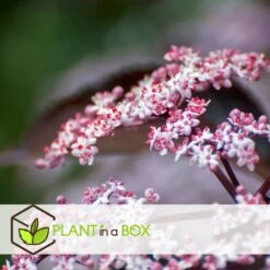 Sambucus Nigra 'black Lace' - Set De 4 - Pot 17cm - Hauteur 25-40cm -VIDAXL Soldes Magasin 64594fe01c6815.60092599