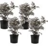 Sambucus Nigra 'black Lace' - Set De 4 - Pot 17cm - Hauteur 25-40cm -VIDAXL Soldes Magasin 64594fe02fd2c6.05769829