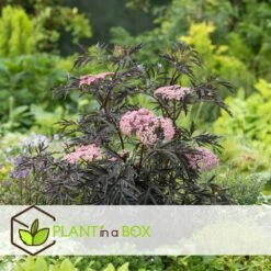 Sambucus Nigra 'black Lace' - Set De 4 - Pot 17cm - Hauteur 25-40cm -VIDAXL Soldes Magasin 64594fe03806c9.54643939