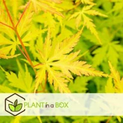 Érable Du Japon 'orange Lace' - érable Du Japon - Pot 19 - Hauteur 60-70cm -VIDAXL Soldes Magasin 64594fe36a6219.68488801