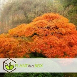 Érable Du Japon 'orange Lace' - érable Du Japon - Pot 19 - Hauteur 60-70cm -VIDAXL Soldes Magasin 64594fe398ecf4.82427058