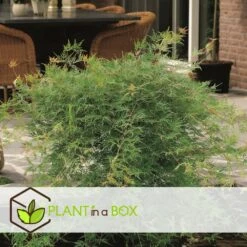 Acer Palmatum 'emerald Lace' - Set De 2 - Erable - Pot 19cm - Hauteur 60-70cm 10 Acer Palmatum 'emerald Lace' - Set De 2 - Erable - Pot 19cm - Hauteur 60-70cm -VIDAXL Soldes Magasin 64594fe76484d1.79791635