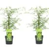 Acer Palmatum 'emerald Lace' - Set De 2 - Erable - Pot 19cm - Hauteur 60-70cm -VIDAXL Soldes Magasin 64594fe769cf97.43356321