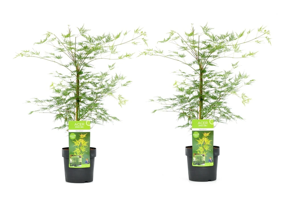 Acer Palmatum 'emerald Lace' - Set De 2 - Erable - Pot 19cm - Hauteur 60-70cm 3 Acer Palmatum 'emerald Lace' - Set De 2 - Erable - Pot 19cm - Hauteur 60-70cm