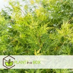 Acer Palmatum 'emerald Lace' - Set De 2 - Erable - Pot 19cm - Hauteur 60-70cm 9 Acer Palmatum 'emerald Lace' - Set De 2 - Erable - Pot 19cm - Hauteur 60-70cm -VIDAXL Soldes Magasin 64594fe7701380.01292774