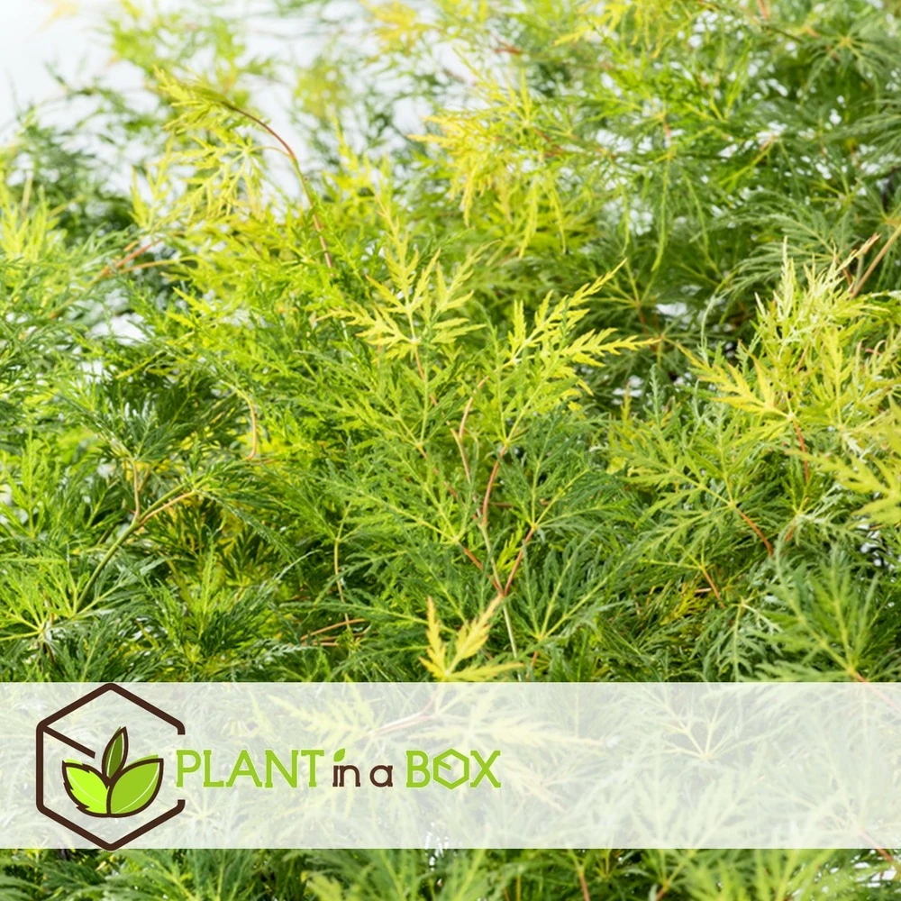 Acer Palmatum 'emerald Lace' - Set De 2 - Erable - Pot 19cm - Hauteur 60-70cm 5 Acer Palmatum 'emerald Lace' - Set De 2 - Erable - Pot 19cm - Hauteur 60-70cm – Image 3