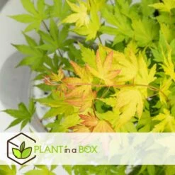 Acer 'orange Dream' - Set De 2 - Erable Japonais - Pot 19cm - Hauteur 60-70cm -VIDAXL Soldes Magasin 64594fee6b73d3.76688745