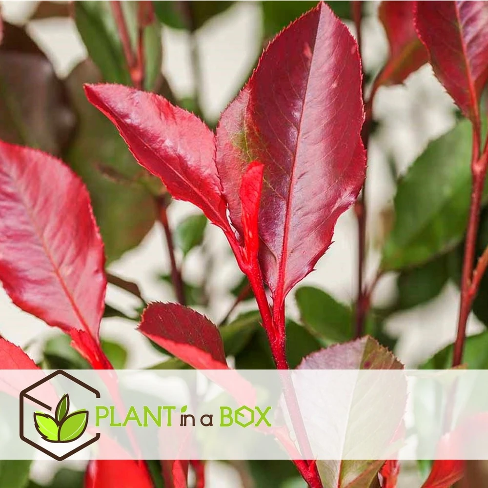 Photinia Fraseri Red Robin - Set De 4 - Pot 17cm - Hauteur 30-40cm 4 Photinia Fraseri Red Robin - Set De 4 - Pot 17cm - Hauteur 30-40cm – Image 2