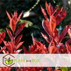 Photinia Fraseri Red Robin - Set De 4 - Pot 17cm - Hauteur 30-40cm 9 Photinia Fraseri Red Robin - Set De 4 - Pot 17cm - Hauteur 30-40cm -VIDAXL Soldes Magasin 64594ff9d3e684.39326264