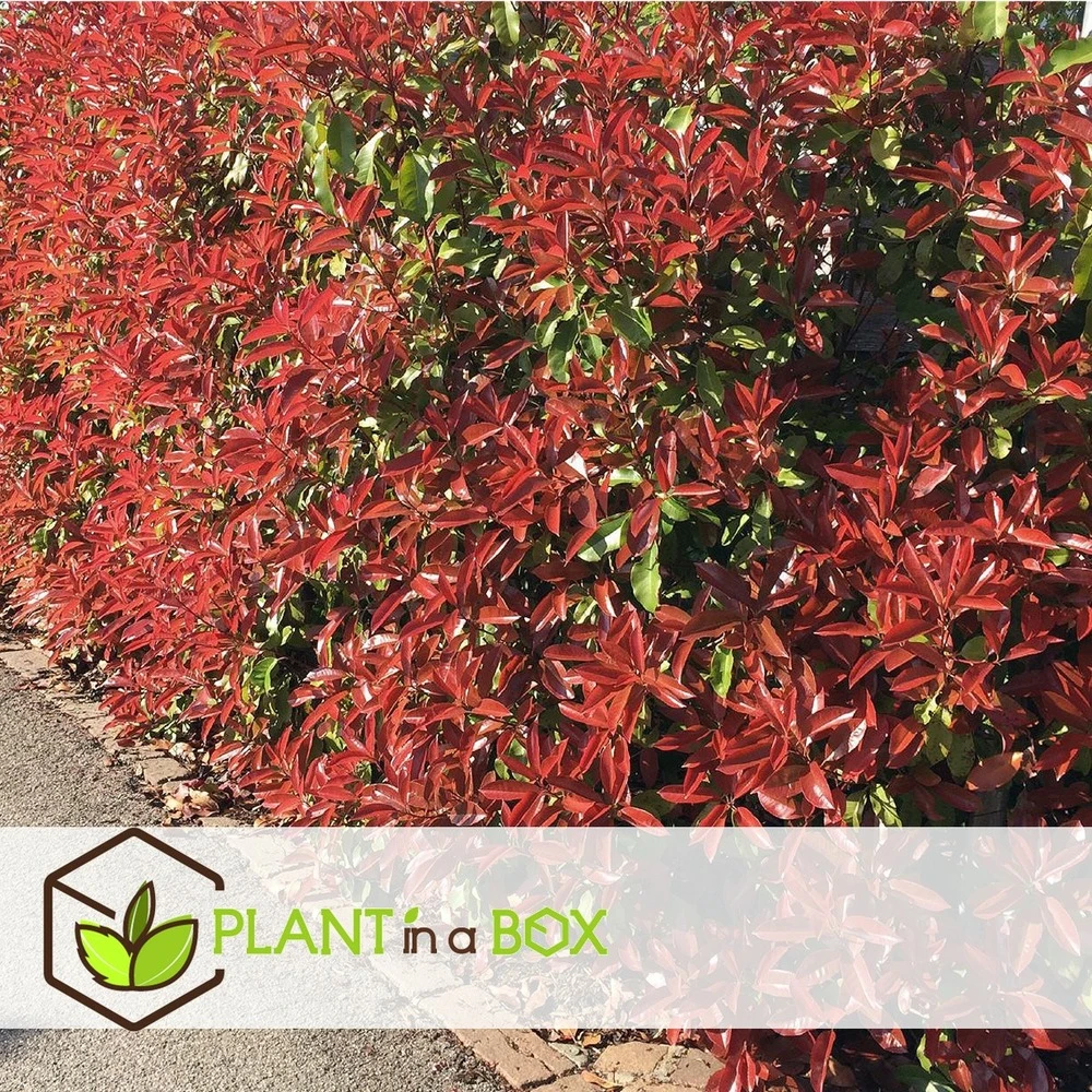 Photinia Fraseri Red Robin - Set De 4 - Pot 17cm - Hauteur 30-40cm 6 Photinia Fraseri Red Robin - Set De 4 - Pot 17cm - Hauteur 30-40cm – Image 4