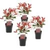 Photinia Fraseri Red Robin - Set De 4 - Pot 17cm - Hauteur 30-40cm -VIDAXL Soldes Magasin 64594ff9de2b95.93065919