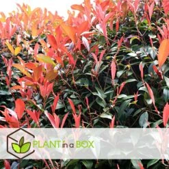 Photinia Fraseri Red Robin - Set De 4 - Pot 17cm - Hauteur 30-40cm 11 Photinia Fraseri Red Robin - Set De 4 - Pot 17cm - Hauteur 30-40cm -VIDAXL Soldes Magasin 64594ff9f1a6e7.80598093