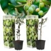 Olea Europaea - Oliviers - Pot 9cm - Hauteur 25-40cm -VIDAXL Soldes Magasin 64595012149db9.80517498