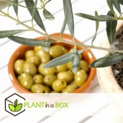 Olea Europaea - Oliviers - Pot 9cm - Hauteur 25-40cm 9 Olea Europaea - Oliviers - Pot 9cm - Hauteur 25-40cm -VIDAXL Soldes Magasin 6459501218bf44.03120983