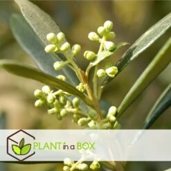 Olea Europaea - Oliviers - Pot 9cm - Hauteur 25-40cm 8 Olea Europaea - Oliviers - Pot 9cm - Hauteur 25-40cm -VIDAXL Soldes Magasin 64595012239446.66153522