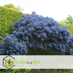 Ceanothus Thyrsiflorus Repens - Set De 2 - Arbuste - Pot 17cm - Hauteur 60-70cm -VIDAXL Soldes Magasin 6459513fcb8ff0.38365797